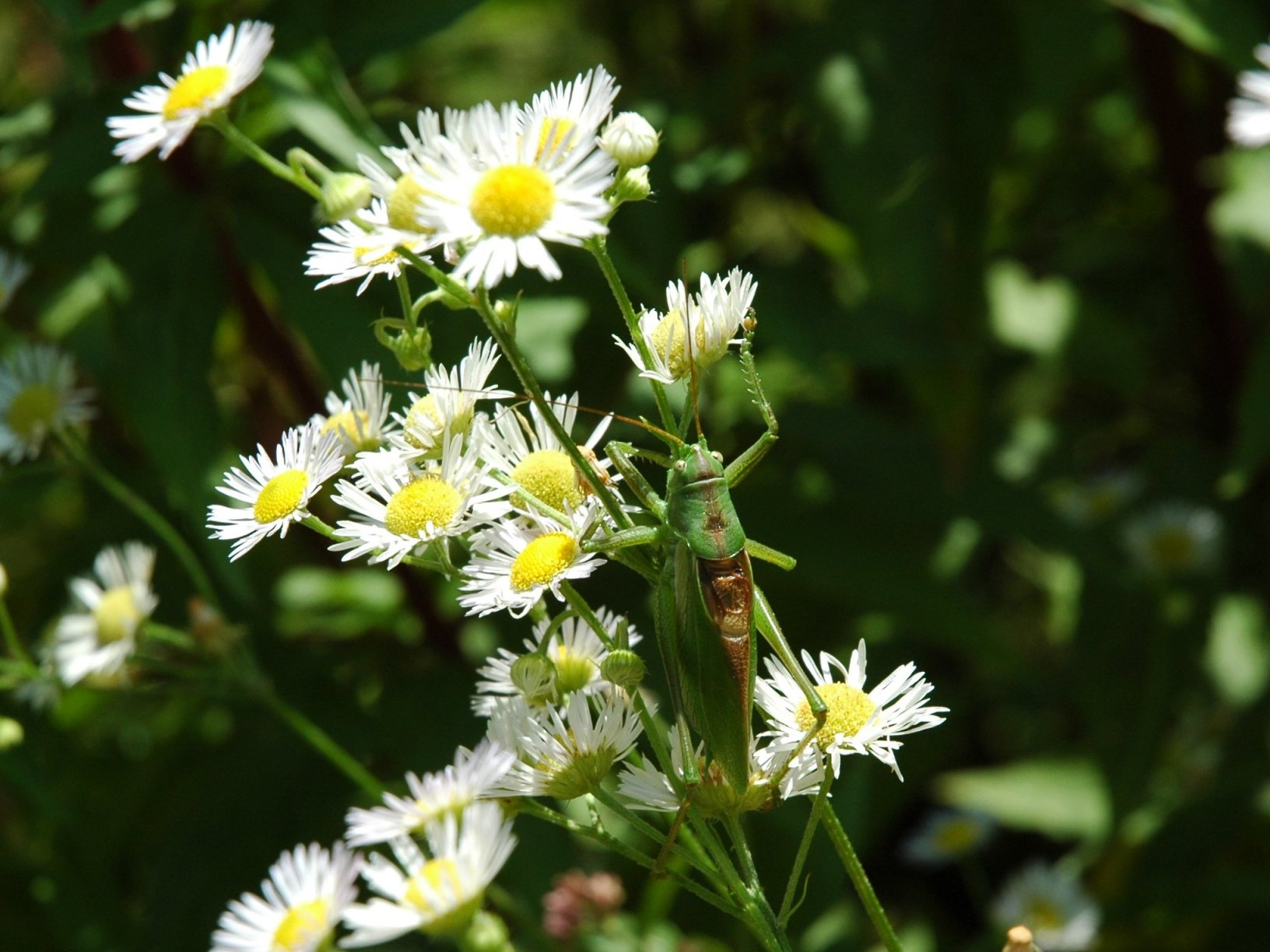 Cavalletta da determinare Valsassina - Tettigonia cantans